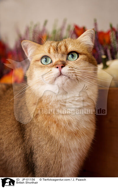 Britisch Kurzhaar / British Shorthair / JP-01156