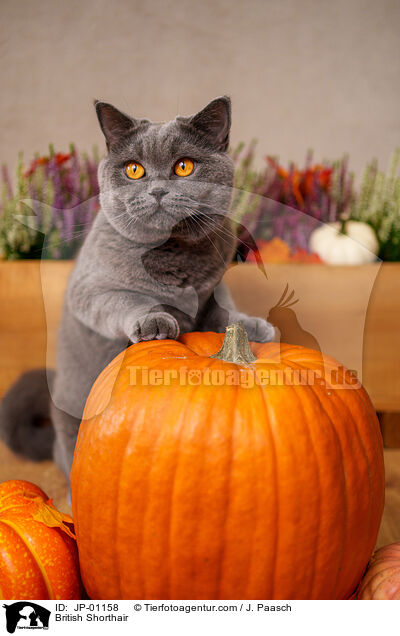 Britisch Kurzhaar / British Shorthair / JP-01158