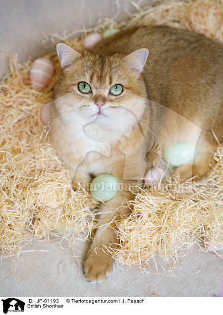 Britisch Kurzhaar / British Shorthair / JP-01193