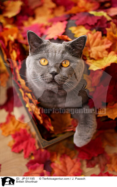 Britisch Kurzhaar / British Shorthair / JP-01195