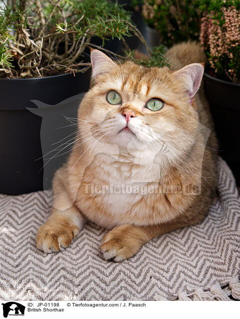Britisch Kurzhaar / British Shorthair / JP-01198
