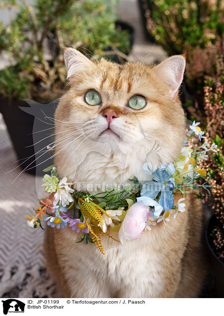 Britisch Kurzhaar / British Shorthair / JP-01199