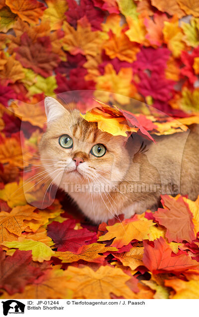 Britisch Kurzhaar / British Shorthair / JP-01244