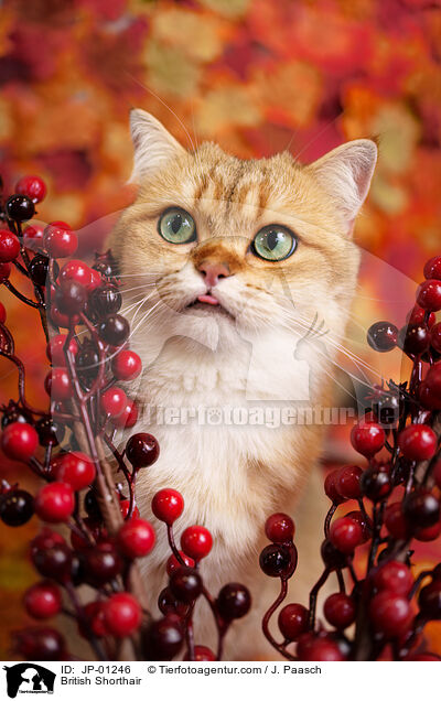 Britisch Kurzhaar / British Shorthair / JP-01246
