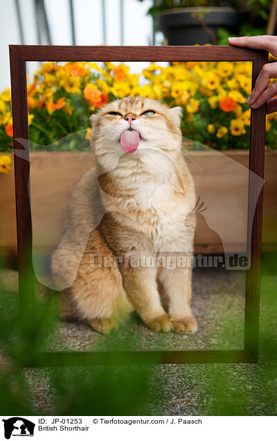 Britisch Kurzhaar / British Shorthair / JP-01253