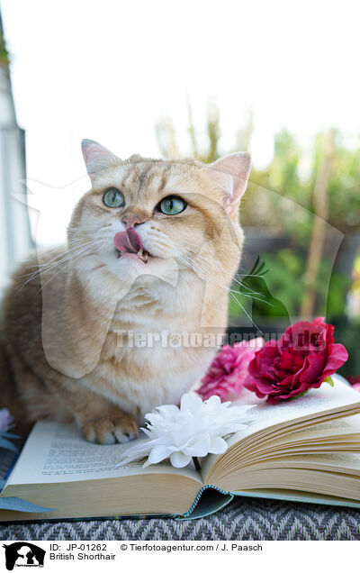 Britisch Kurzhaar / British Shorthair / JP-01262