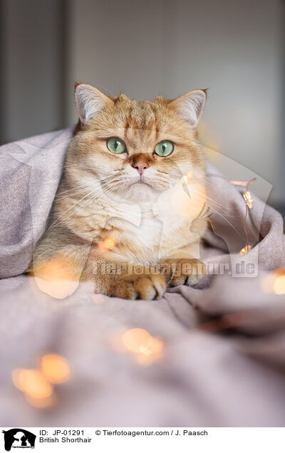 Britisch Kurzhaar / British Shorthair / JP-01291