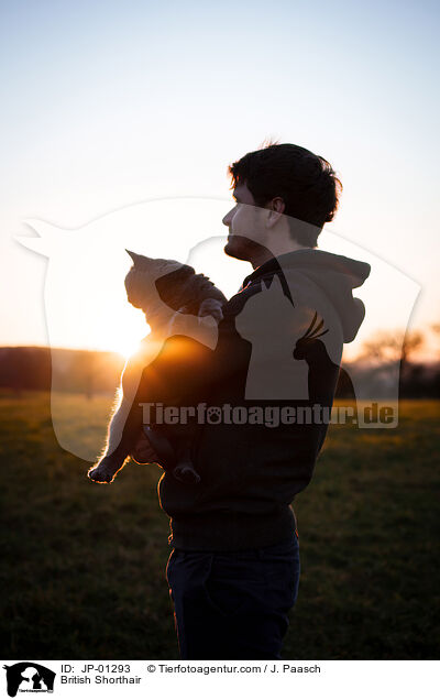 Britisch Kurzhaar / British Shorthair / JP-01293