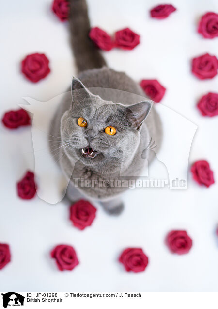 Britisch Kurzhaar / British Shorthair / JP-01298