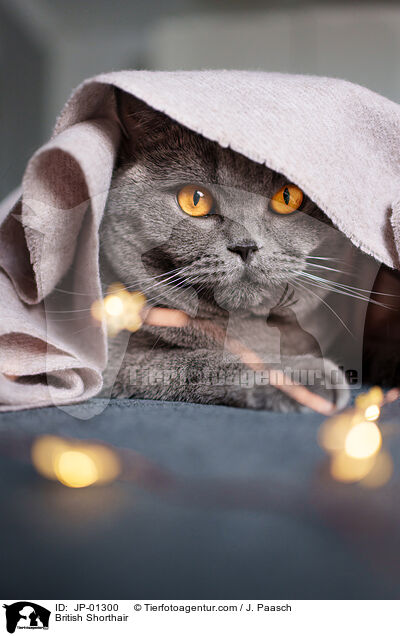 Britisch Kurzhaar / British Shorthair / JP-01300