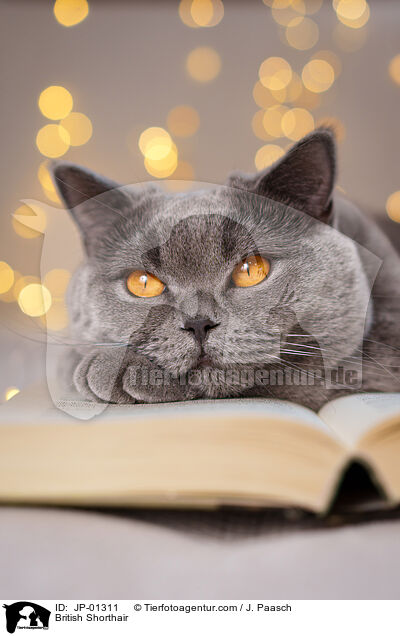 Britisch Kurzhaar / British Shorthair / JP-01311