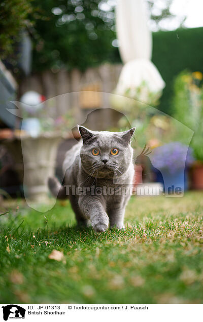 Britisch Kurzhaar / British Shorthair / JP-01313