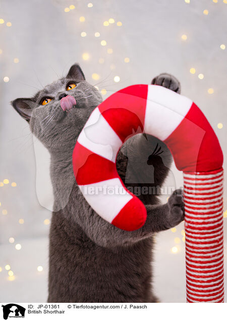 Britisch Kurzhaar / British Shorthair / JP-01361