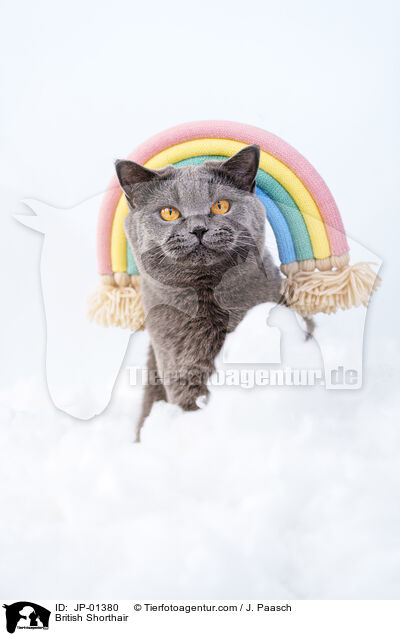 Britisch Kurzhaar / British Shorthair / JP-01380