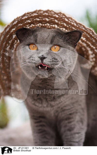 Britisch Kurzhaar / British Shorthair / JP-01391