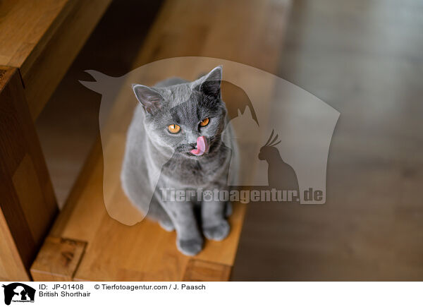 Britisch Kurzhaar / British Shorthair / JP-01408