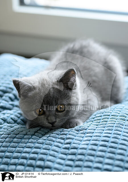 Britisch Kurzhaar / British Shorthair / JP-01414