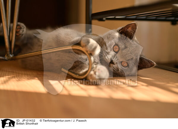 Britisch Kurzhaar / British Shorthair / JP-01432