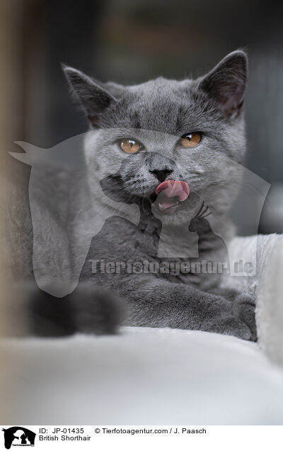 Britisch Kurzhaar / British Shorthair / JP-01435