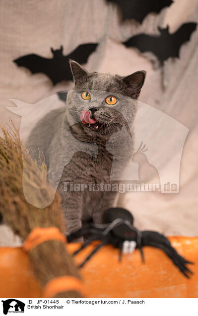 Britisch Kurzhaar / British Shorthair / JP-01445
