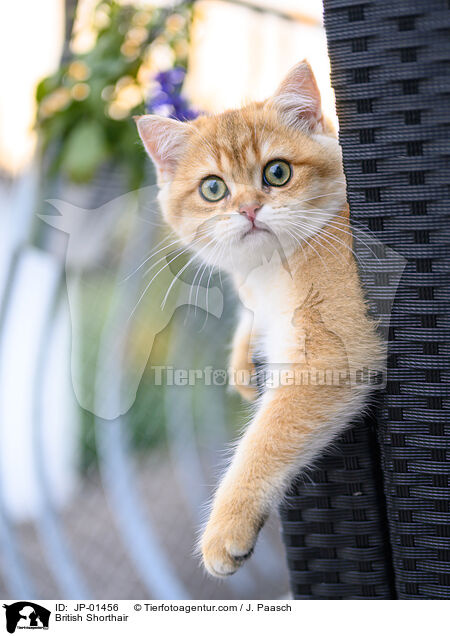 Britisch Kurzhaar / British Shorthair / JP-01456