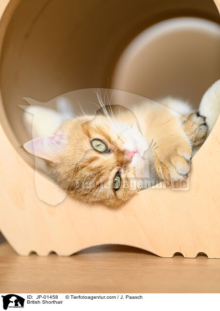 Britisch Kurzhaar / British Shorthair / JP-01458