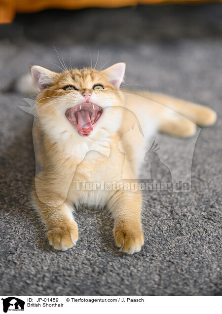 Britisch Kurzhaar / British Shorthair / JP-01459