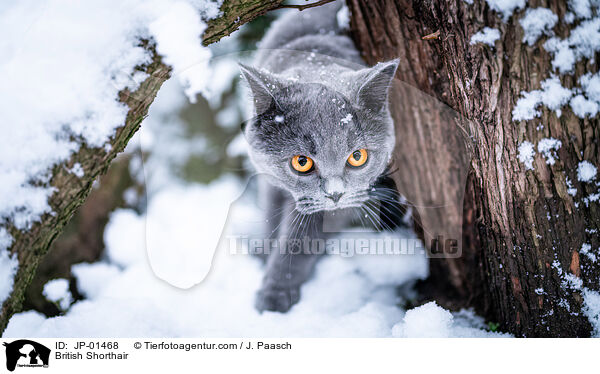 Britisch Kurzhaar / British Shorthair / JP-01468