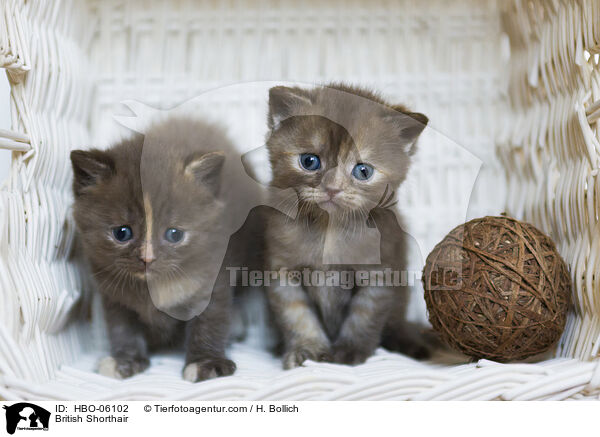 Britisch Kurzhaar / British Shorthair / HBO-06102