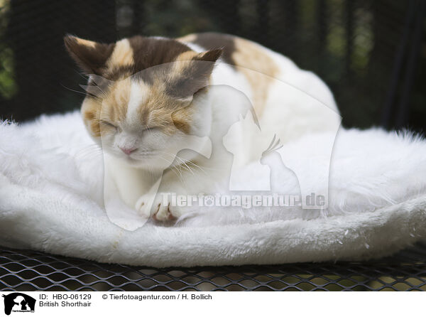 Britisch Kurzhaar / British Shorthair / HBO-06129