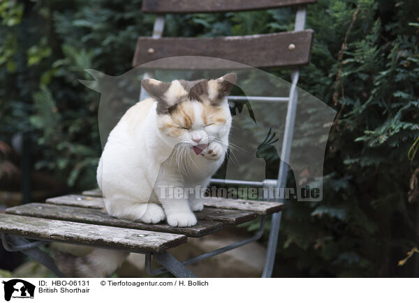 Britisch Kurzhaar / British Shorthair / HBO-06131