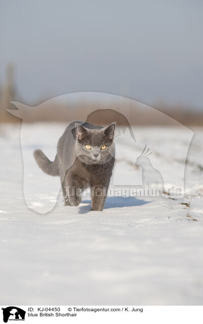 blaue Britisch Kurzhaar / blue British Shorthair / KJ-04450