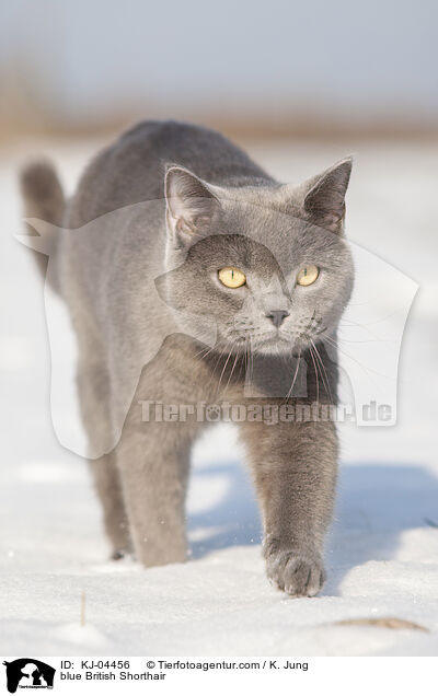 blaue Britisch Kurzhaar / blue British Shorthair / KJ-04456