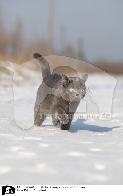 blaue Britisch Kurzhaar / blue British Shorthair / KJ-04460