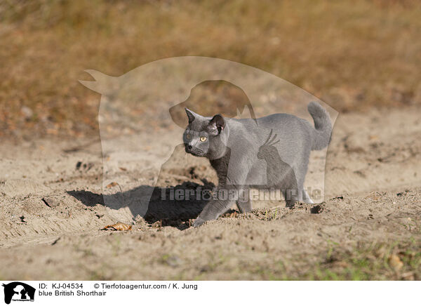 blaue Britisch Kurzhaar / blue British Shorthair / KJ-04534