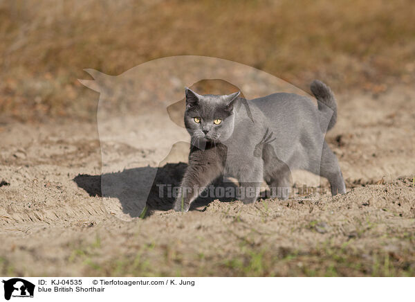 blaue Britisch Kurzhaar / blue British Shorthair / KJ-04535