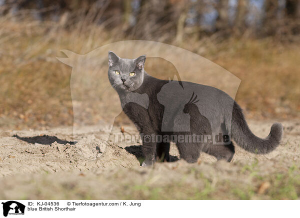 blaue Britisch Kurzhaar / blue British Shorthair / KJ-04536