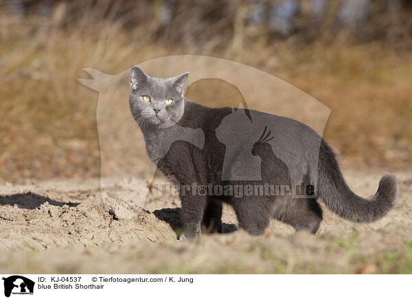 blaue Britisch Kurzhaar / blue British Shorthair / KJ-04537