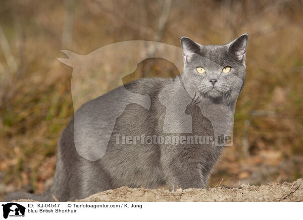 blaue Britisch Kurzhaar / blue British Shorthair / KJ-04547