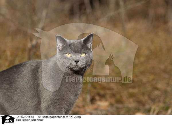 blaue Britisch Kurzhaar / blue British Shorthair / KJ-04548