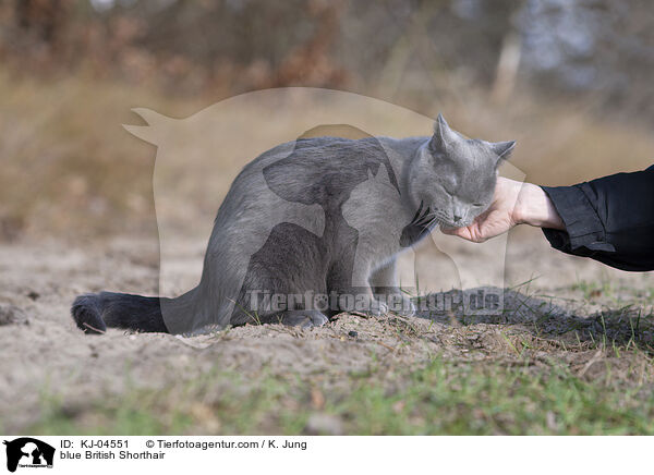 blaue Britisch Kurzhaar / blue British Shorthair / KJ-04551