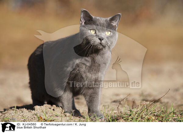 blaue Britisch Kurzhaar / blue British Shorthair / KJ-04560