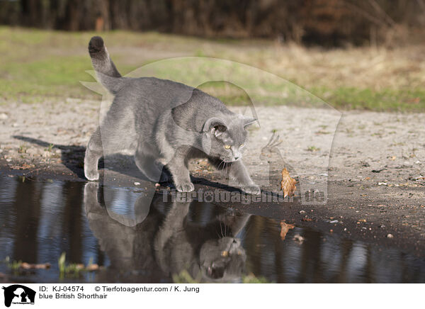 blaue Britisch Kurzhaar / blue British Shorthair / KJ-04574