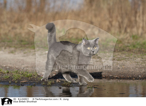 blaue Britisch Kurzhaar / blue British Shorthair / KJ-04601