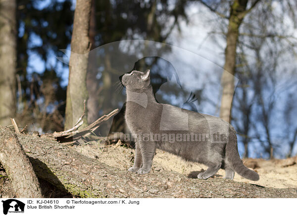 blaue Britisch Kurzhaar / blue British Shorthair / KJ-04610