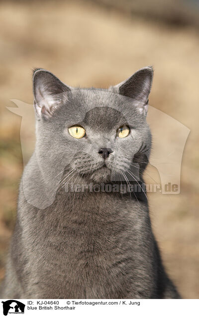 blaue Britisch Kurzhaar / blue British Shorthair / KJ-04640