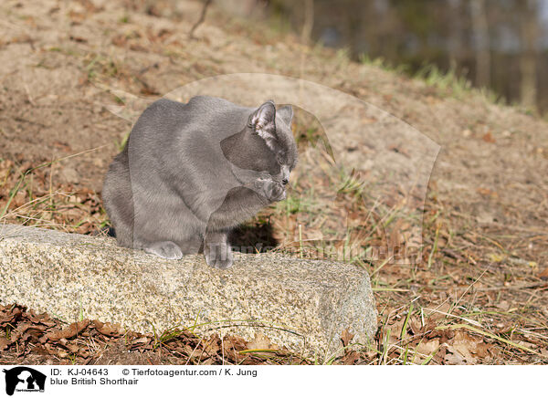 blaue Britisch Kurzhaar / blue British Shorthair / KJ-04643