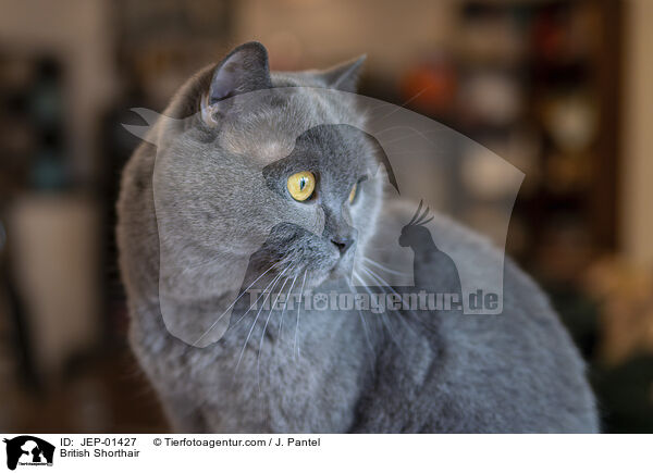 Britisch Kurzhaar / British Shorthair / JEP-01427