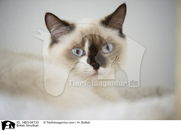 Britisch Kurzhaar / British Shorthair / HBO-06735
