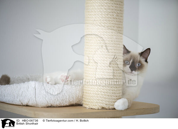 Britisch Kurzhaar / British Shorthair / HBO-06736